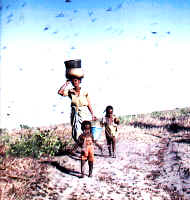 8heuschrecken.tif (1765628 Byte)